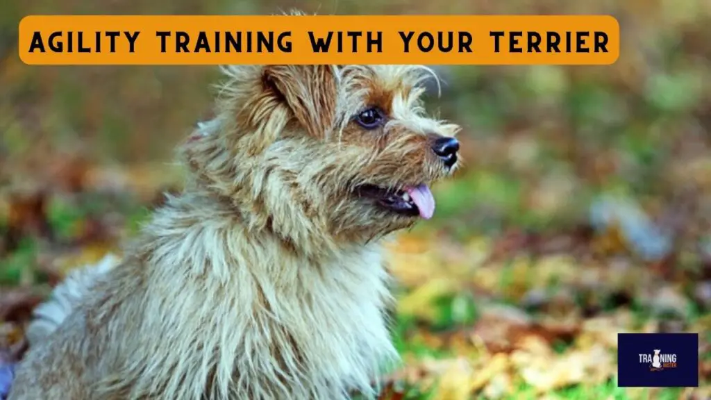Agility Training With Your Terrier