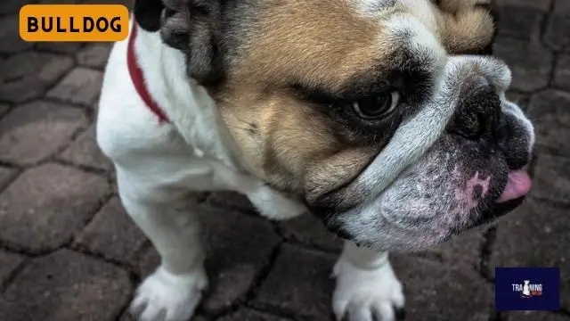 Bulldog