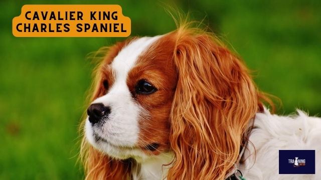 Cavalier King Charles Spaniel dog