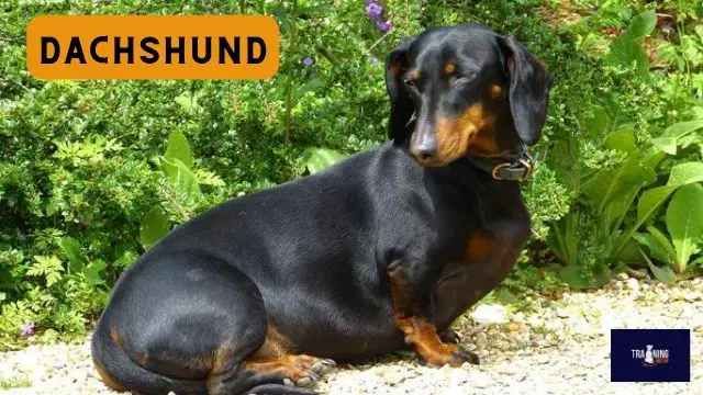 Dachshund dog