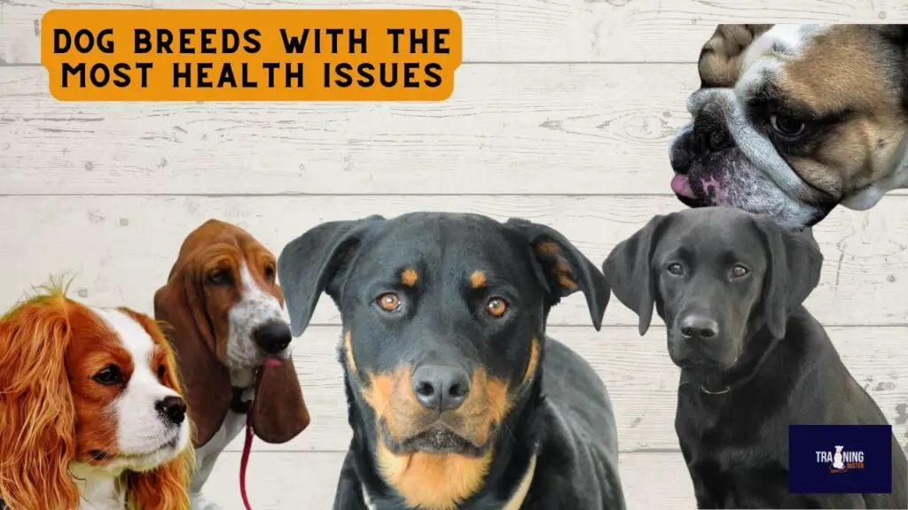 Dog breeds with the most health issues