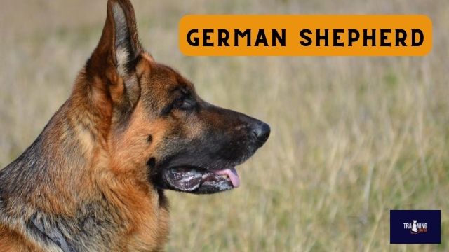 German Shepherd dog