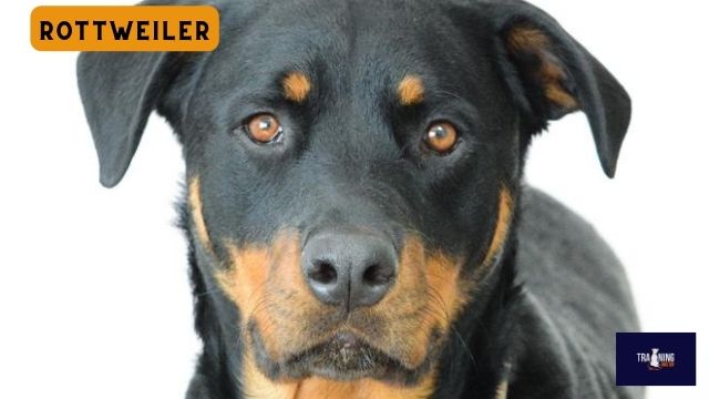 Rottweiler dog