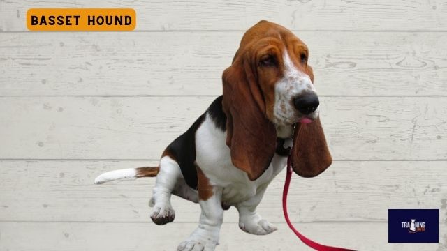 Basset Hound