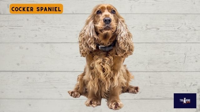 Cocker Spaniel