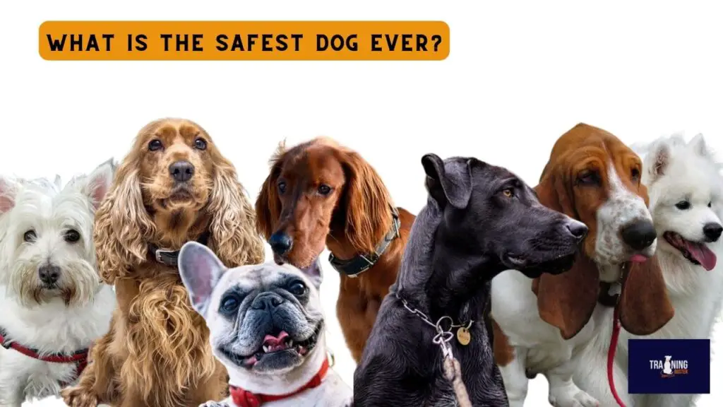 What is the safest dog ever?