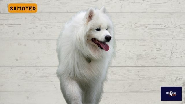 Samoyed