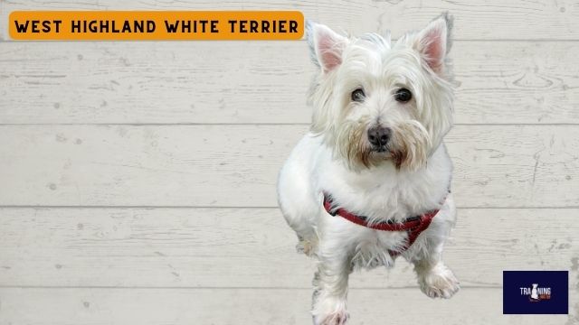 West Highland White Terrier