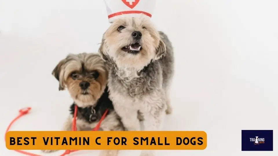 Best Vitamin C for Small Dogs