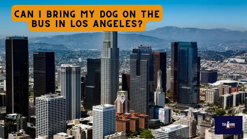 Can I bring my dog on the bus in Los Angeles?