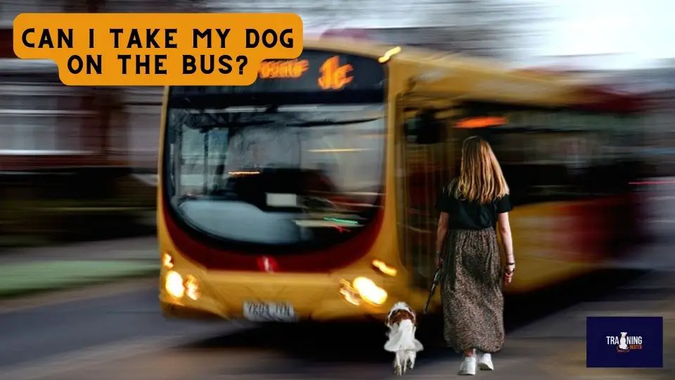 Can I take my dog on the bus