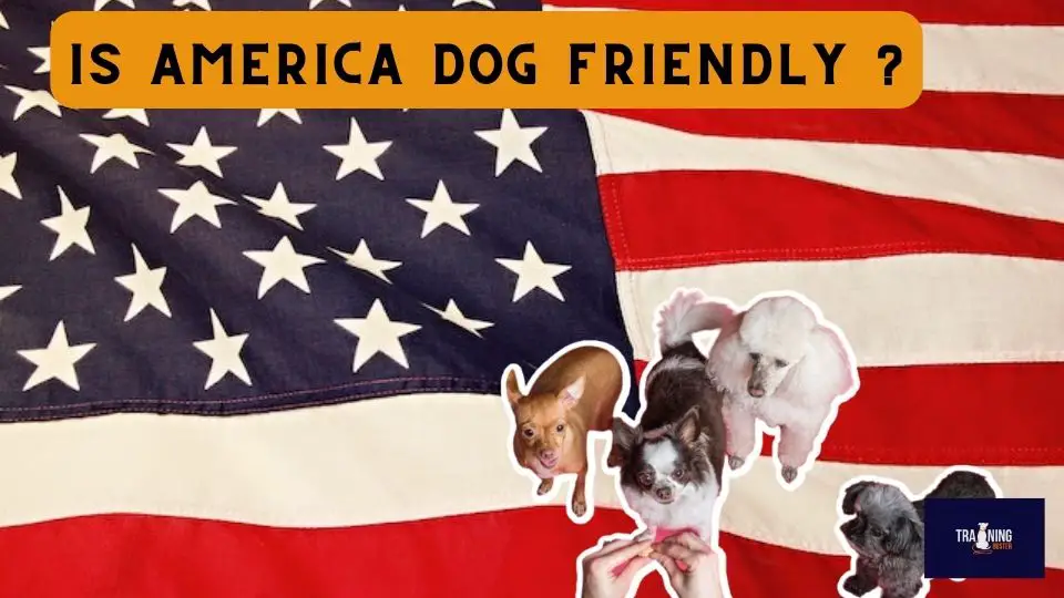 Is America dog friendly 