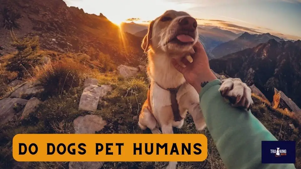 Do dogs pet humans
