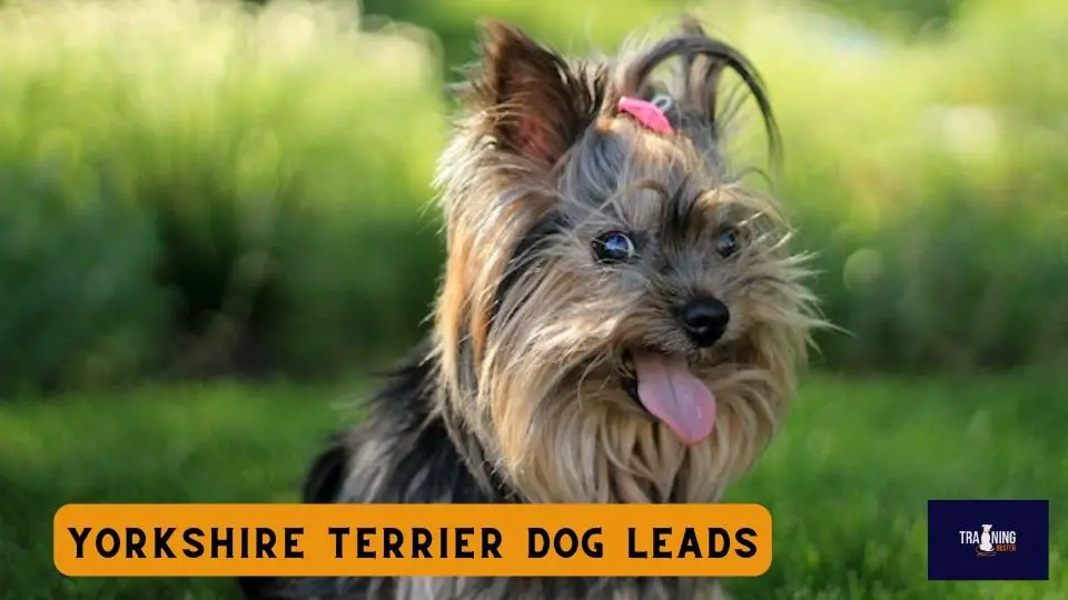 Yorkshire Terrier Dog Leads