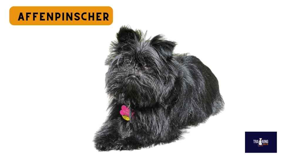  Affenpinscher