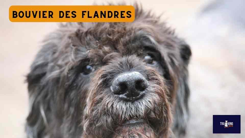 Bouvier Des Flandres