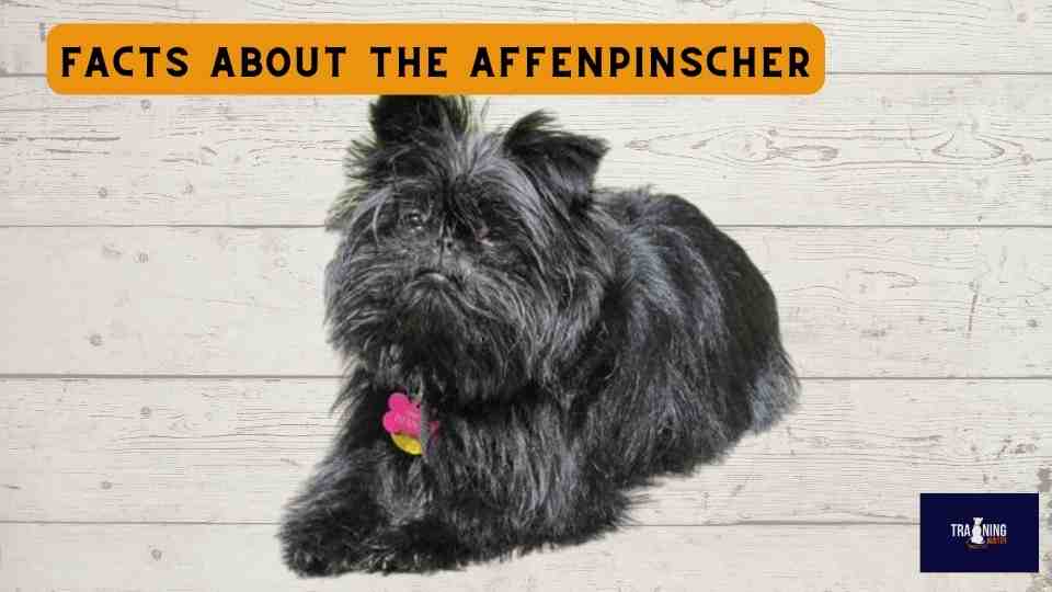 Facts about the Affenpinscher