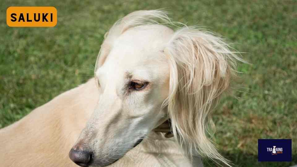 Saluki