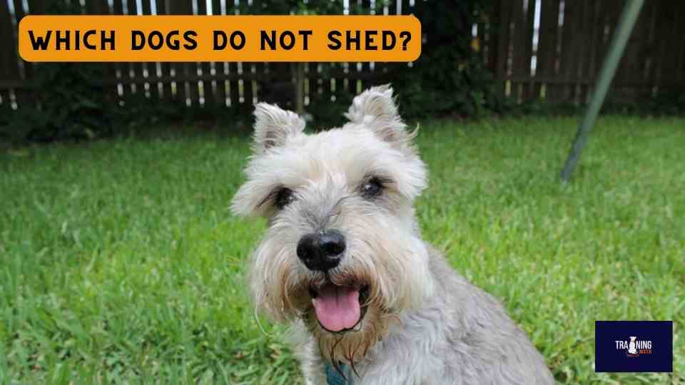 Which dogs do not shed?