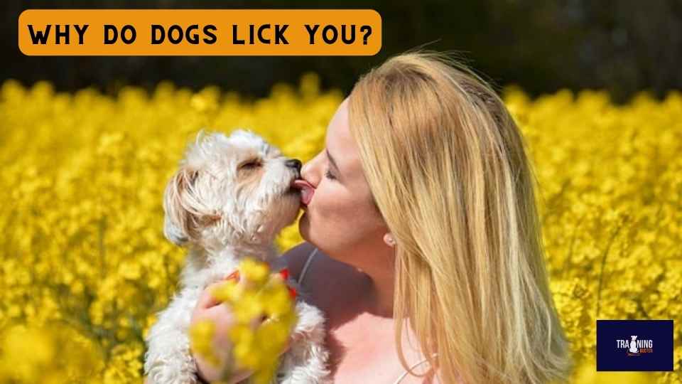 Why do dogs lick you?