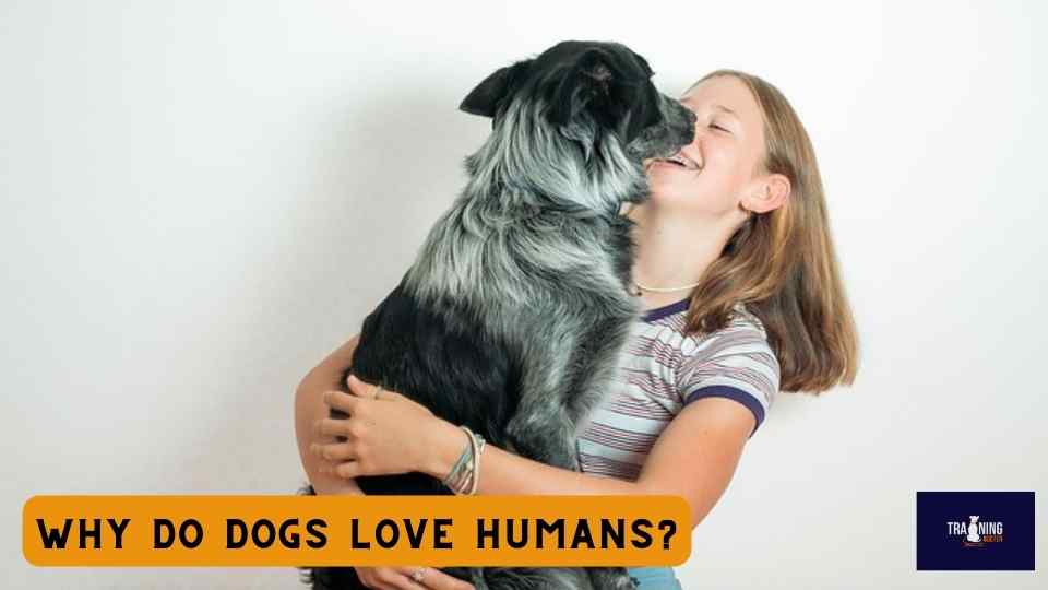 Why do dogs love humans?