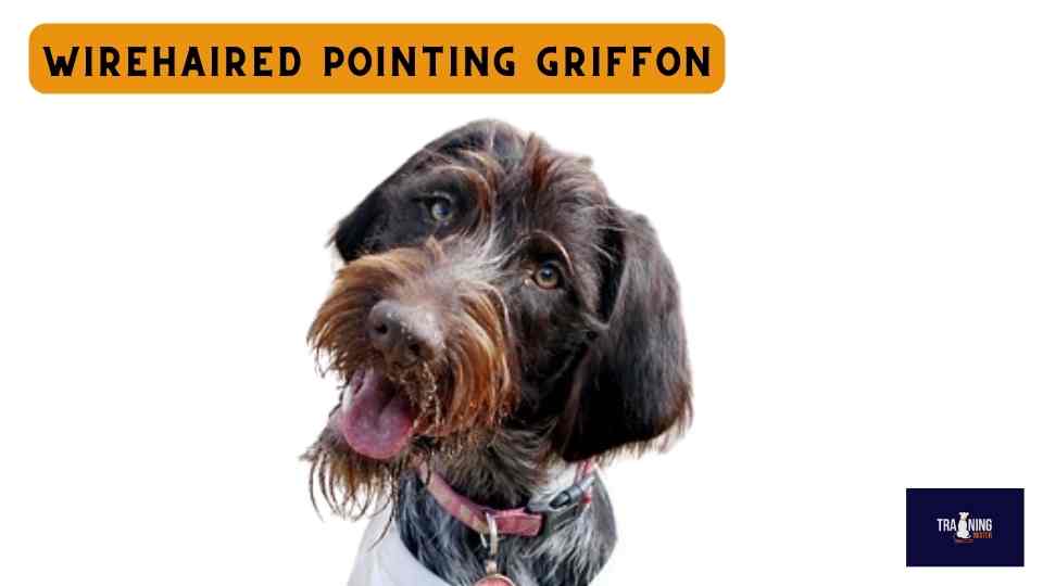 Wirehaired Pointing Griffon