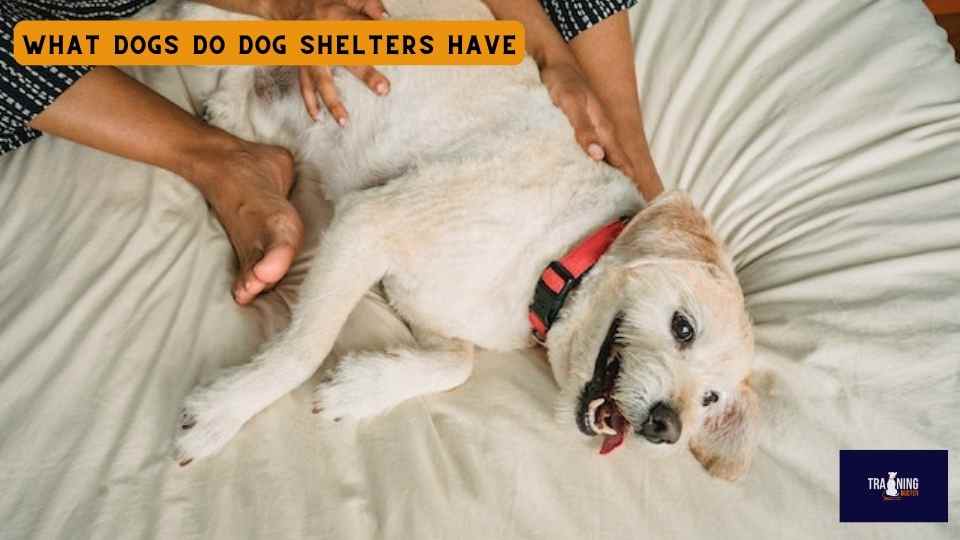 What dogs do dog shelters have