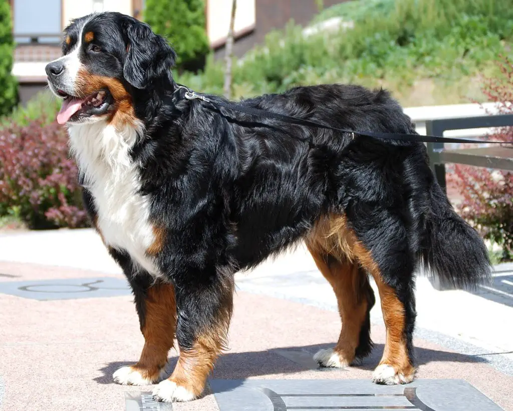 Brod, the Bernese Mountain Dog