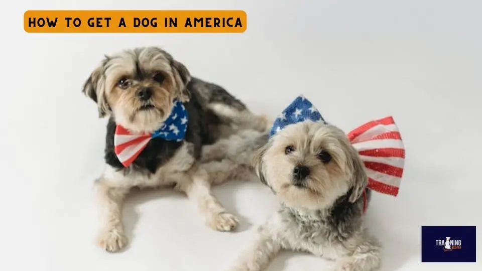 How to get a dog in America