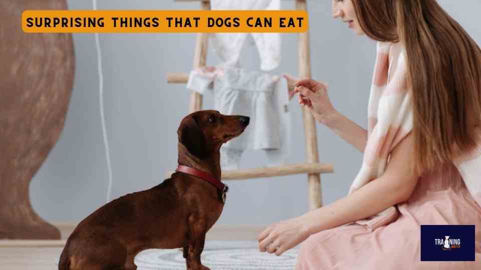 Surprising Things That Dogs Can Eat