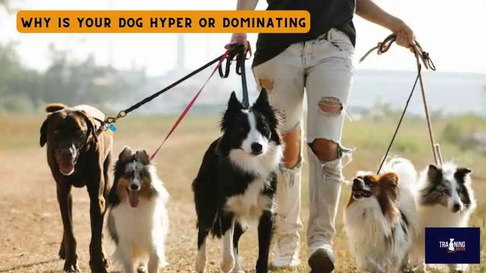 Why is Your Dog Hyper or Dominating